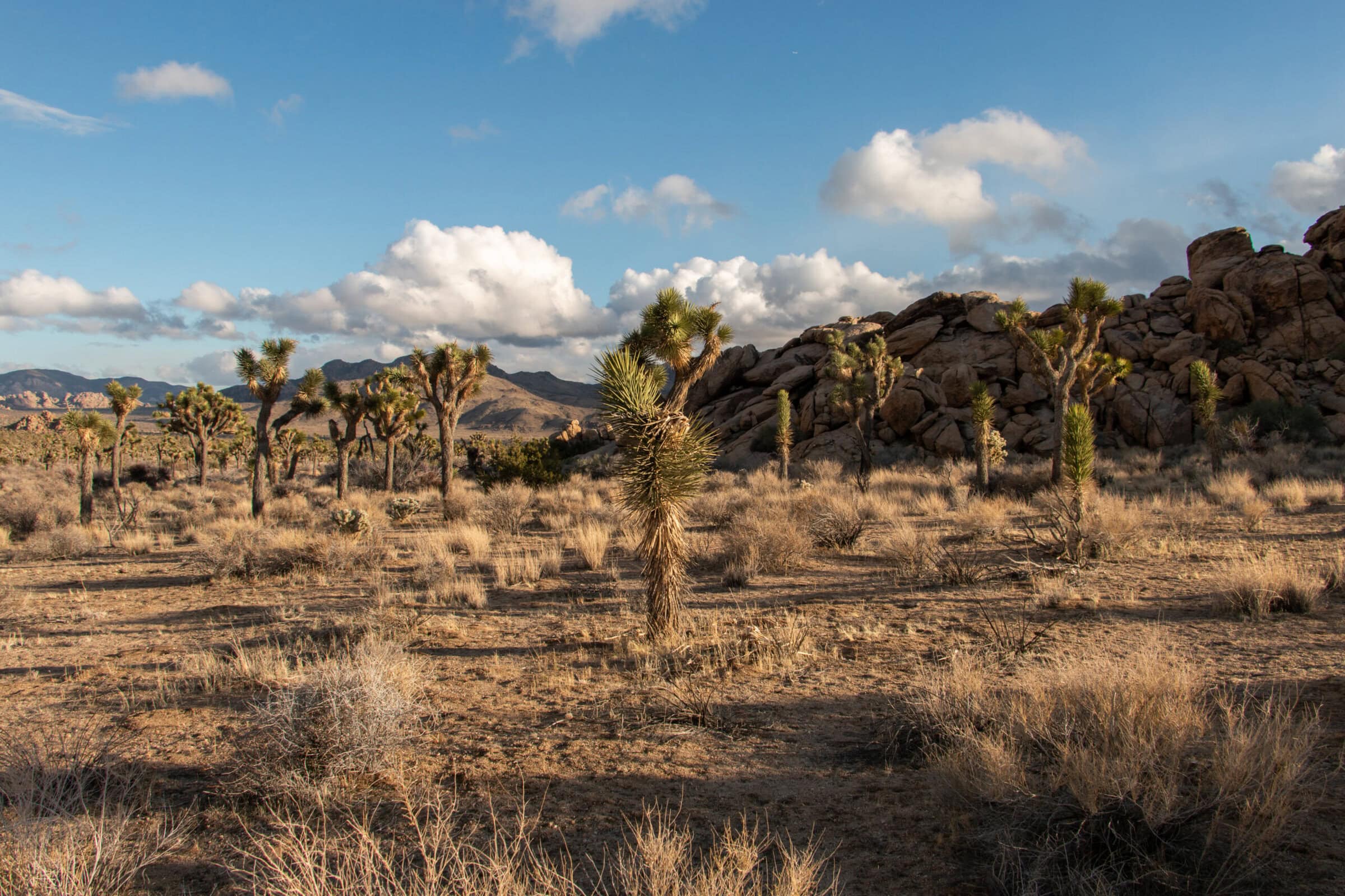 Joshua Tree National Park